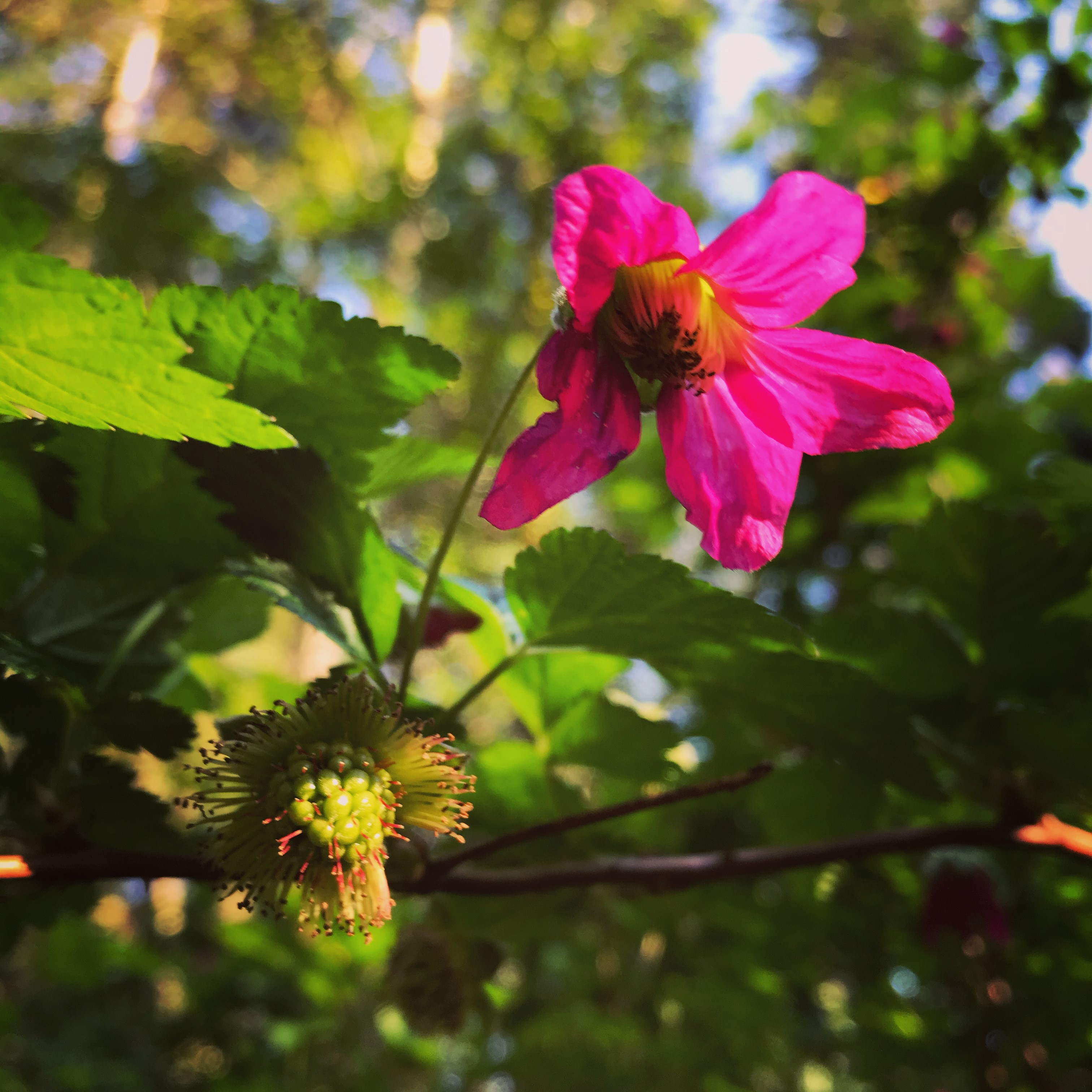 Salmonberries, photo by Denise Crowe