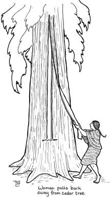 cedar pulling by Karen Gilmore