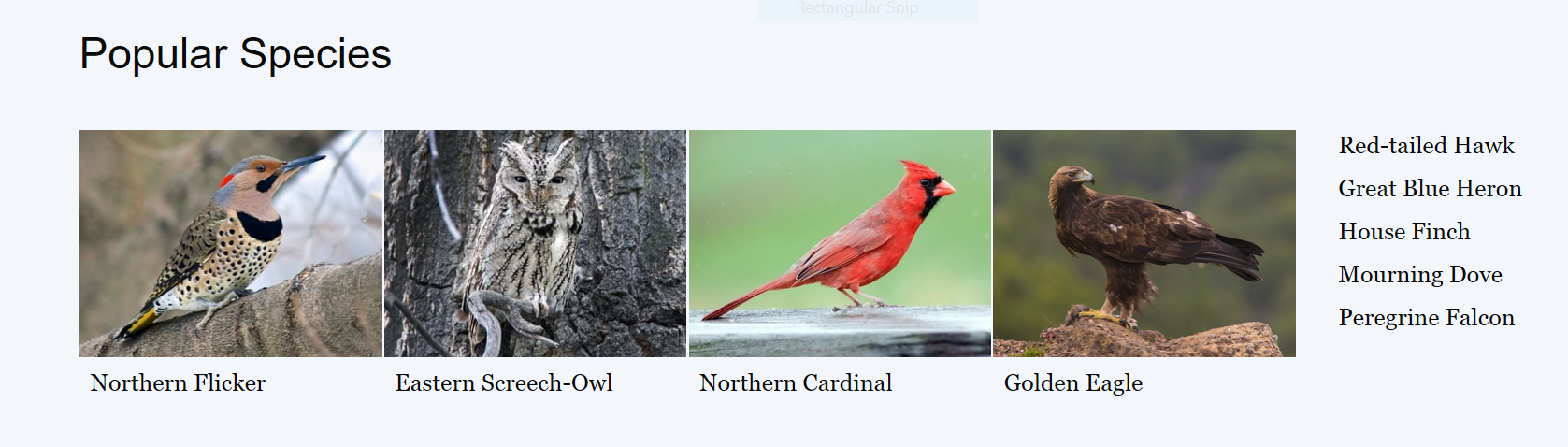 all about the birds all about the birds